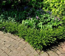Lonicera nitida 'Maigrun'