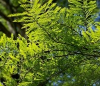 Taxodium distichum - Moerascypres - 2