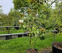 Magnolia grandiflora - Magnolia grandiflora - 5