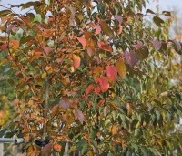 Stewartia rostrata - Schijncamelia - 7