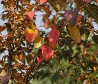 Stewartia rostrata - Schijncamelia - 9