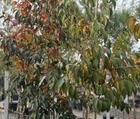 Stewartia rostrata - Schijncamelia - 8
