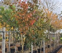 Stewartia rostrata - Schijncamelia - 6
