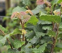 Corylus avellana 'Halle'sche Riesen' - Hazelnoot 'Halle'sche Riesen' - 1
