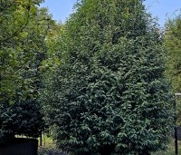Prunus lusitanica 'Angustifolia' - Portugese laurier - 1