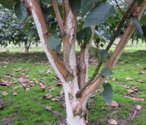Betula utilis 'Jacquemontii'