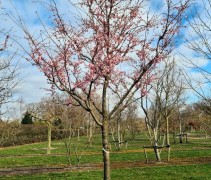 Prunus Accolade 