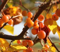 Sierappel 'Evereste',  meerstammige boom in de herfst