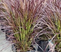 Pennisetum setaceum 'Rubrum Dwarf' - Lampenpoetsersgras 'Rubrum Dwarf' - 3