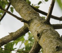 Acer tataricum subsp. ginnala stam