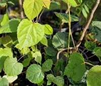 Idesia polycarpa - Oranjekers - blad oktober