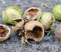 Corylus avellana - Gewone hazelaar - 1