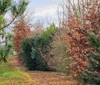 Taxus baccata - Venijnboom - 3