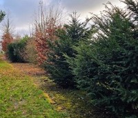 Taxus baccata - Venijnboom - 2