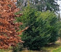 Taxus baccata - Venijnboom - 1