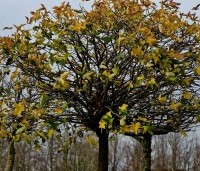 Liquidambar styraciflua 'Gum Ball' - Amberboom 'Gum Ball' -  blad eind december.
