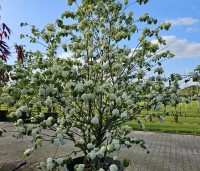 Viburnum plicatum 'Popcorn' - Japanse Sneeuwbal 'Popcorn' - 8