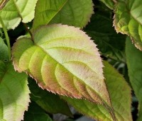 Actinidia kolomikta - Siberische kiwi - 2