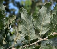 Quercus ithaburensis 'Hemelrijk Silver' - Semi- wintergroene eik 'Hemelrijk Silver' - 3