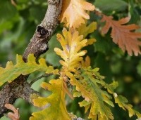 Quercus frainetto - Hongaarse eik - 5