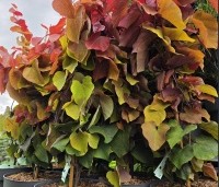 Cercis canadensis 'Eternal Flame' - Amerikaanse Judasboom 'Eternal Flame' - 1
