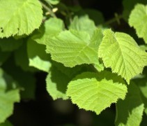 Corylus avellana
