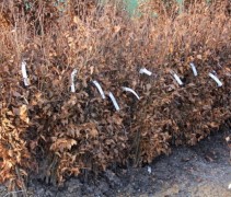 Fagus sylvatica 125-150cm wortelgoed in bossen op de kuilhoek