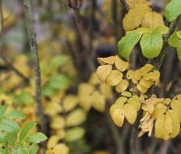 Rosa rugosa - Japanse Bottelroos - 1