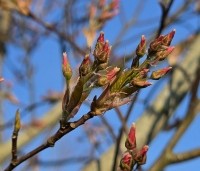 Amelanchier arborea 'Robin Hill' - Amerikaans krentenboompje - 2