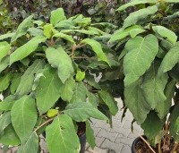 Hydrangea aspera 'Macrophylla' - Fluweelhortensia - 1