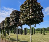 Fagus sylvatica 'Atropunicea' - Rode beuk - 2
