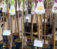 Malus dom. 'Cox Orange Pippin' - Malus 'Cox' - vruchtbomen in soorten. halfstam in pot