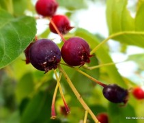 Amelanchier lamarckii