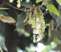 Quercus Ilex bloei