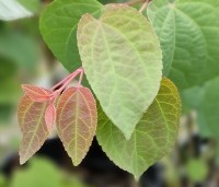 Cercidiphyllum japonicum  - Katsuraboom - 2