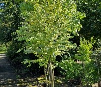 Cercidiphyllum japonicum  - Katsuraboom - 1