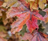 Acer platanoides 'Crimson Sentry' - Roodbladige Noordse Esdoorn - herfst