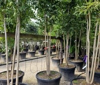 Koelreuteria paniculata 'Fastigiata' - Chinese Vernisboom zuilvorm - 10