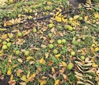Juglans nigra - Zwarte Notenboom - 5