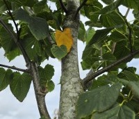 Tilia x flavescens 'Glenleven' - Linde - 2
