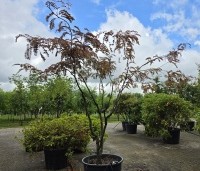 Gleditsia triacanthos 'Rubylace' - Valse Christusdoorn 'Rubylace' - 5
