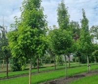 Liquidambar styraciflua 'Stared'  - Amberboom 'Stared' - 2