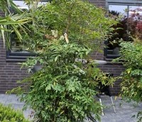 Nandina domestica - Hemelse bamboe - 3