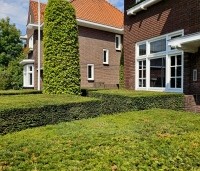 Carpinus betulus - Haagbeuk - 3
