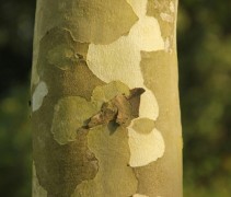 stam Platanus hispanica 