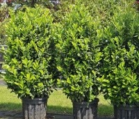 Prunus laurocerasus 'Bonaparte' - haaglaurier met gekleurde uitloop van het jonge blad. - 1