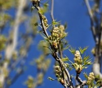 Liquidambar styraciflua 'Slender Silhouette' - Zuilvormige amberboom - 1
