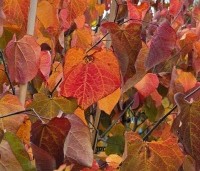 Cercis canadensis 'Forest Pansy' - Amerikaanse judasboom - 5