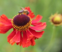 Natuurlijke bloeier Helenium 'Moerheim Beauty' 