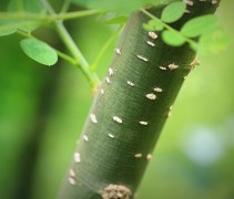 Sophora japonica